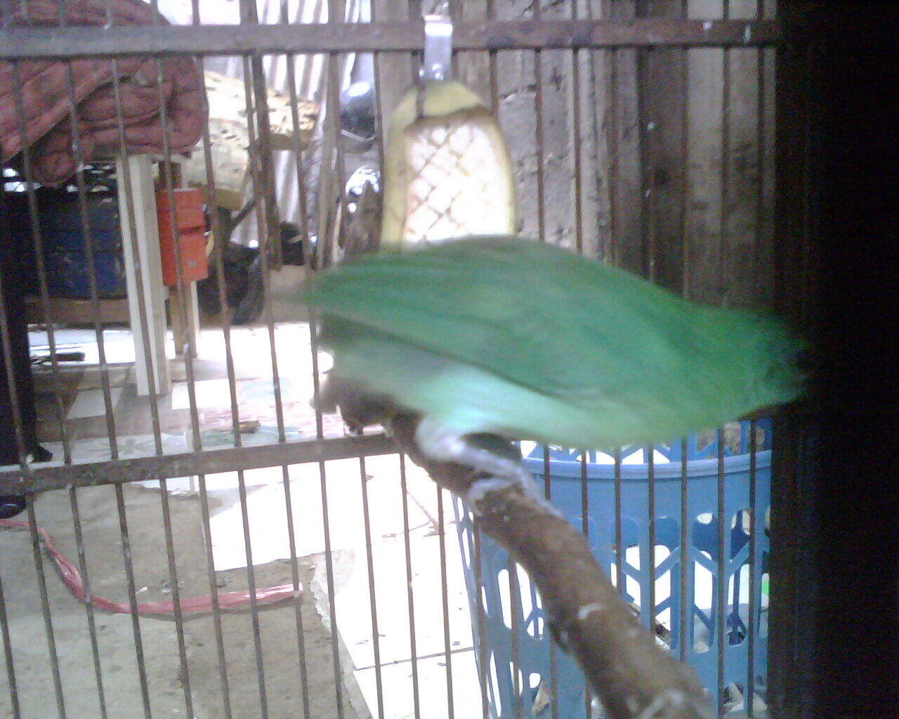 cucak ijo