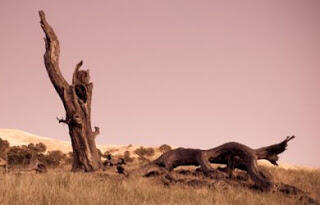 DASYATNYA SEBUAH UCAPAN Tradisi Unik Meneriaki Pohon Agar Mati