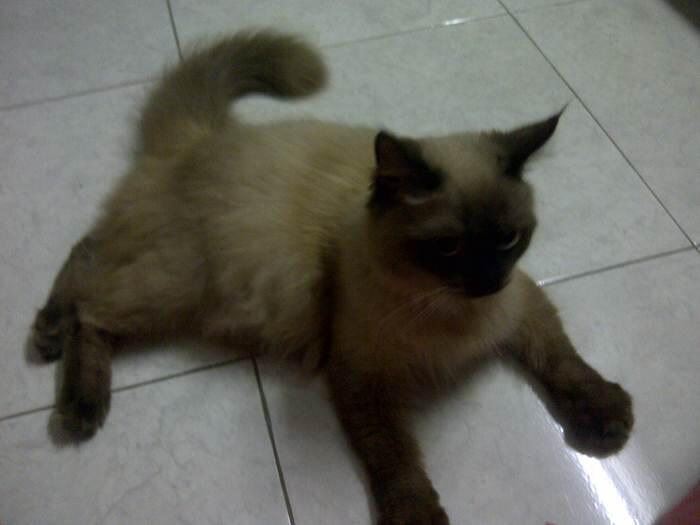WTS JUAL KUCING HIMALAYA MEDIUM 4 bulan , murah meriah