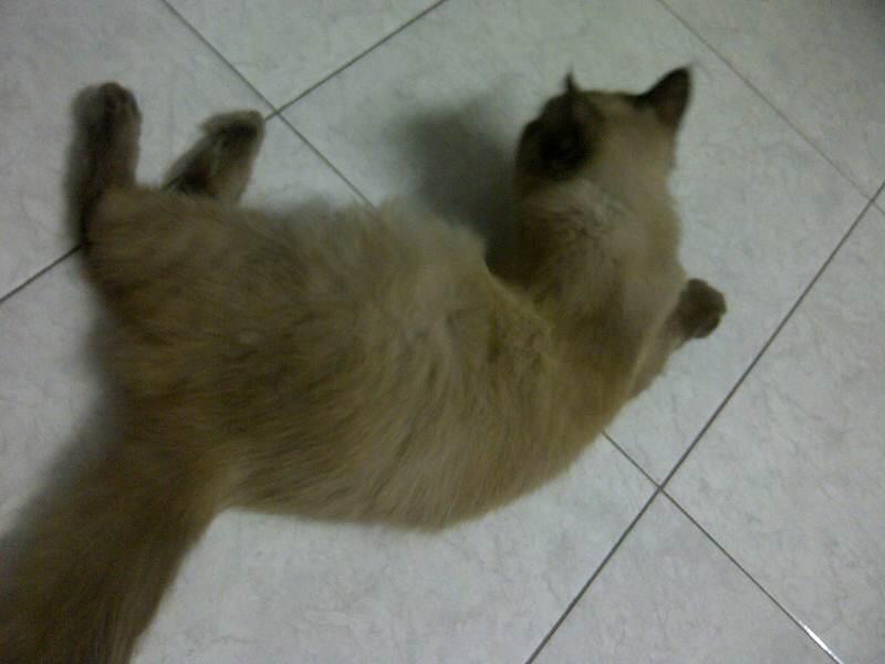 WTS JUAL KUCING HIMALAYA MEDIUM 4 bulan , murah meriah