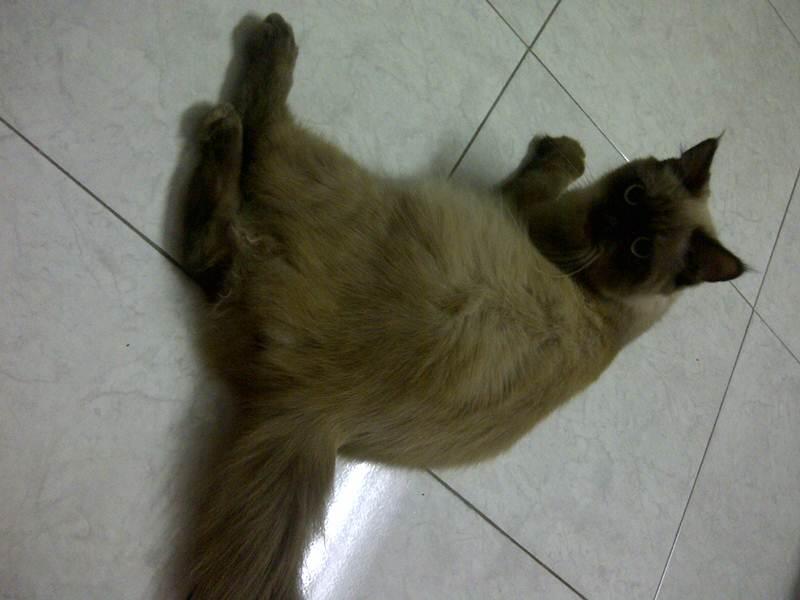 WTS JUAL KUCING HIMALAYA MEDIUM 4 bulan , murah meriah