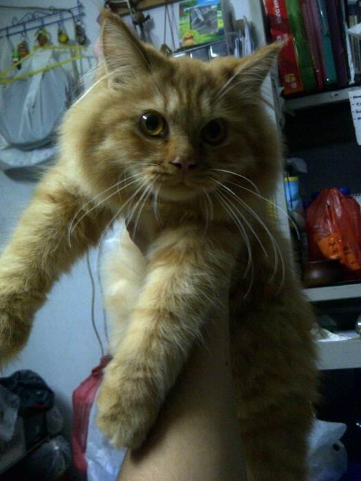 WTS JUAL KUCING PERSIA MEDIUM , murah