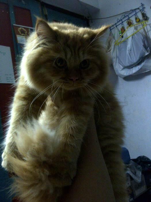 WTS JUAL KUCING PERSIA MEDIUM , murah