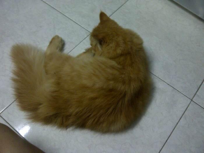 WTS JUAL KUCING PERSIA MEDIUM , murah
