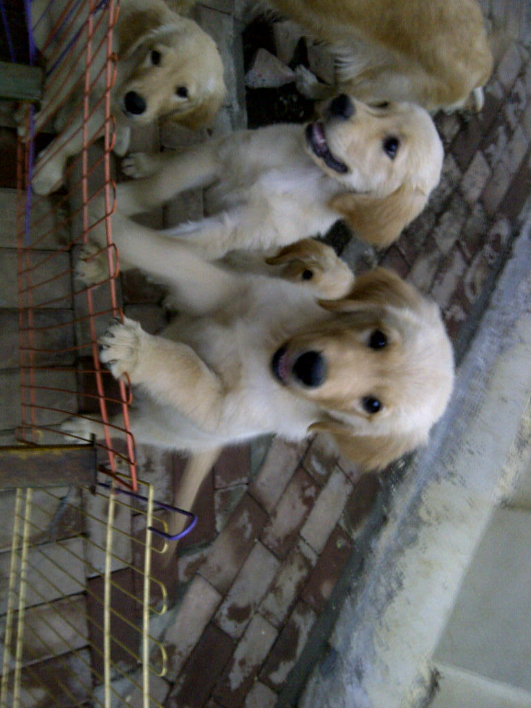 Cari Dijual Puppies ANJING GOLDEN RETRIEVER Di Malang KASKUS