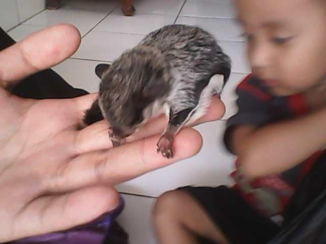 WTS Sugar Glider joey 2 bulan jinak murah Bandung
