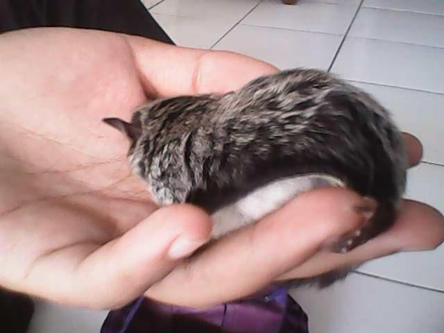 WTS Sugar Glider joey 2 bulan jinak murah Bandung