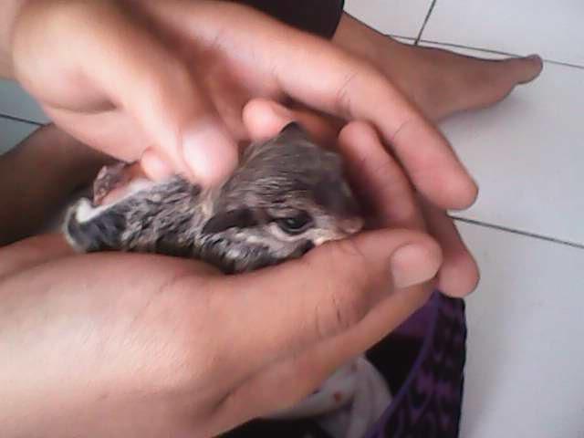 WTS Sugar Glider joey 2 bulan jinak murah Bandung