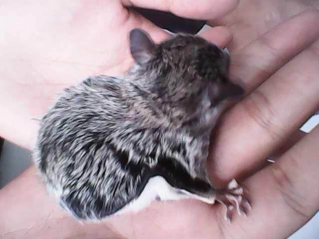 WTS Sugar Glider joey 2 bulan jinak murah Bandung