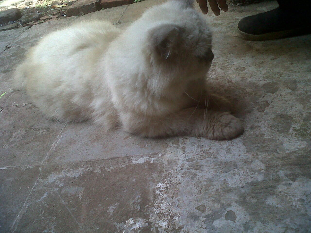 Jual Kucing Persia 2tahun Birahi