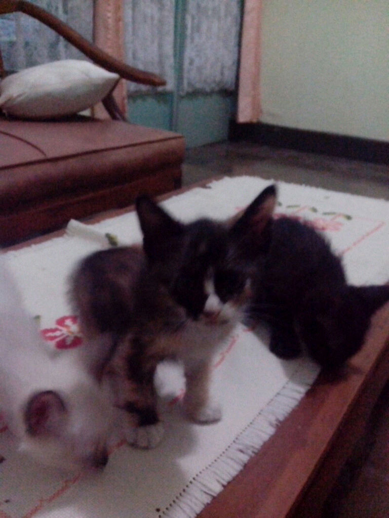kucing kitten persia