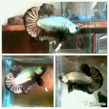 Cupang Hias Cuci Gudang