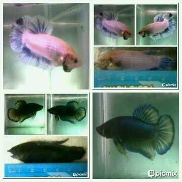 Cupang Hias Cuci Gudang