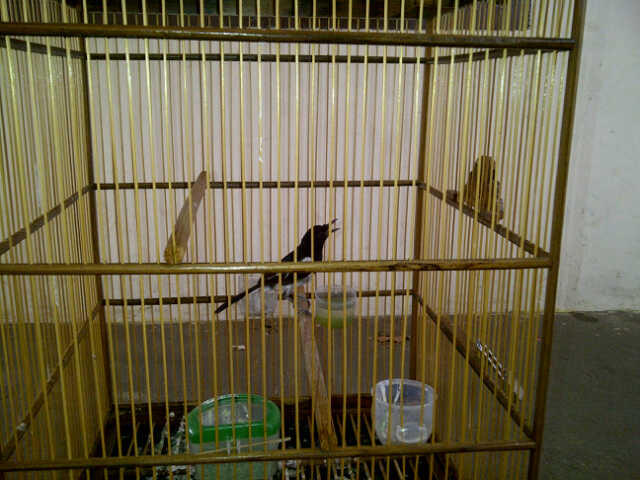 WTS 3 burung kicau :Kenari,Kacer,&Cucak Rawis