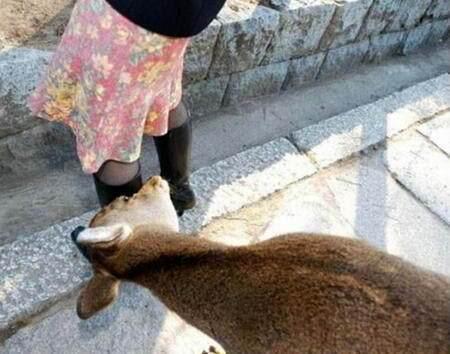 Foto Kambing di Seluruh Dunia 