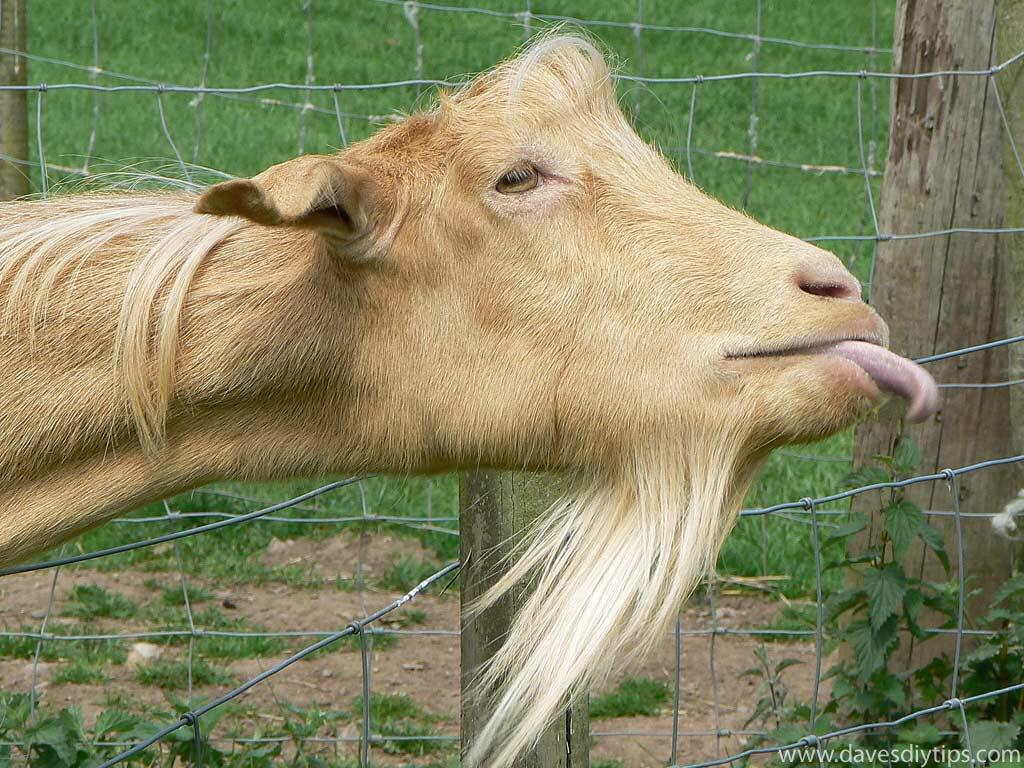 Foto Kambing di Seluruh Dunia 