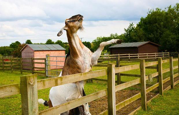 Foto Kambing di Seluruh Dunia 