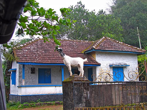 Foto Kambing di Seluruh Dunia 