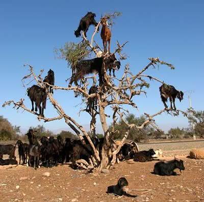 Foto Kambing di Seluruh Dunia 