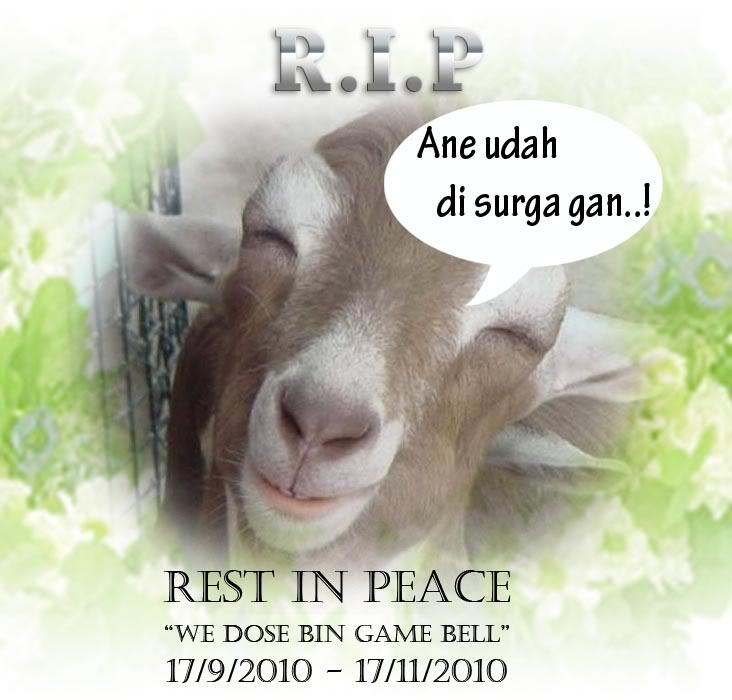 Foto Kambing di Seluruh Dunia 