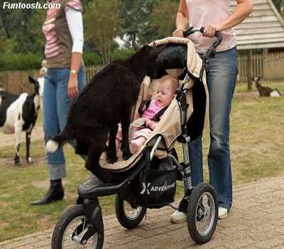 Foto Kambing di Seluruh Dunia 