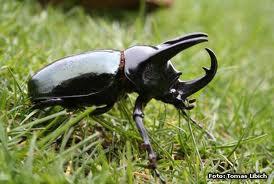 Binatang Indonesia Di animal Kaiser