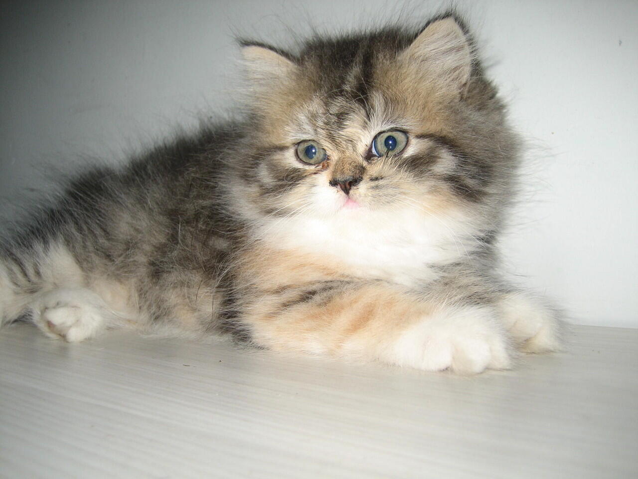 KUCING PERSIA BETINA THREE COLOURS 2 BULAN 1,5 JT NEGO