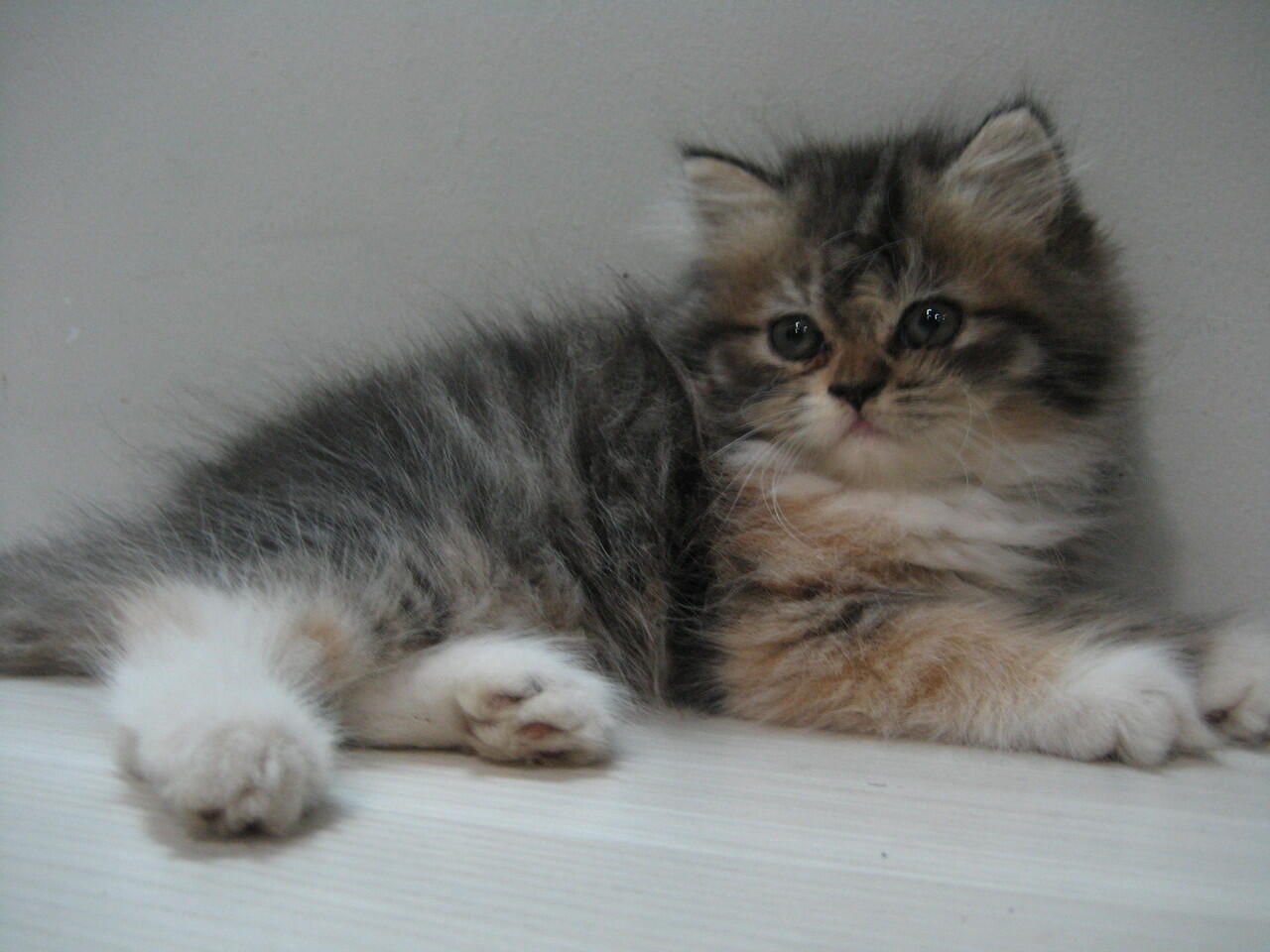 KUCING PERSIA BETINA THREE COLOURS 2 BULAN 1,5 JT NEGO