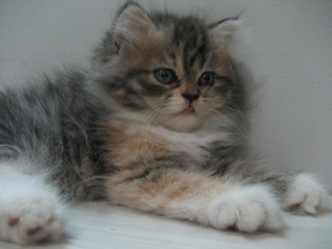 KUCING PERSIA BETINA THREE COLOURS 2 BULAN 1,5 JT NEGO