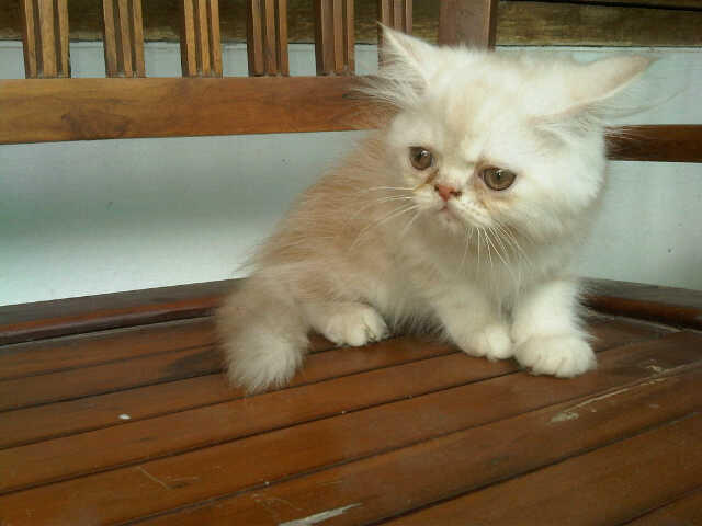 WTS siap diadopsi persia medium , persia flatnose, persia pekenose