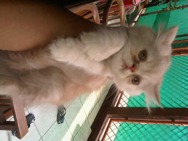 WTS siap diadopsi persia medium , persia flatnose, persia pekenose