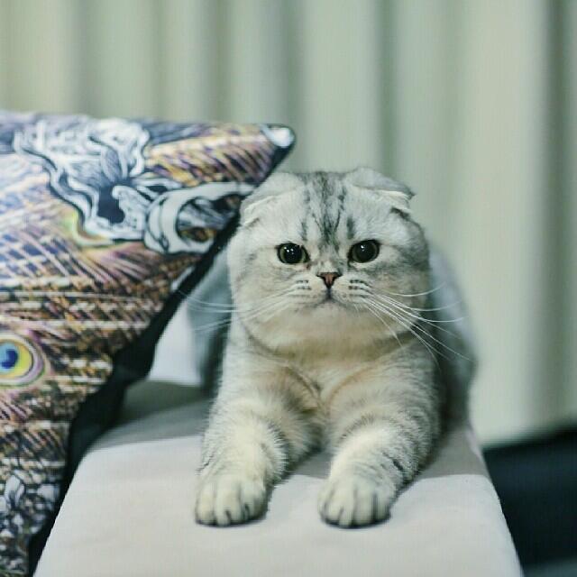 Kucing-kucing Terfamous di Instagram :3