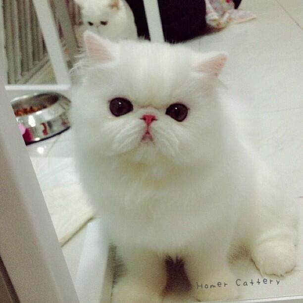 Kucing-kucing Terfamous di Instagram :3