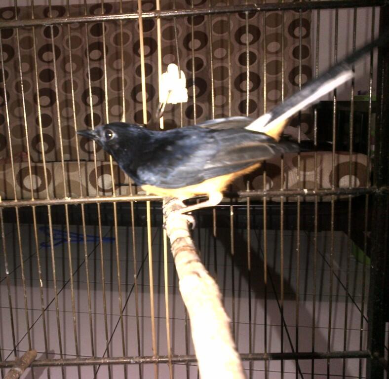 Murai Lampung Muda Hutan
