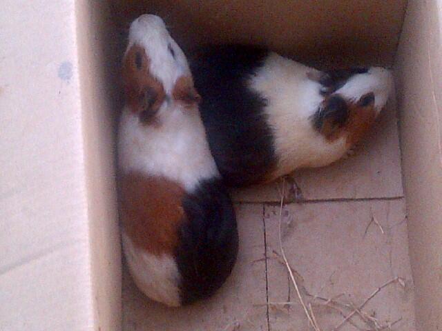 Guinea Pig / Marmut Lokal dan Silkie COD Jogja