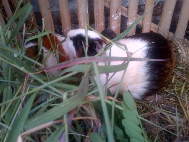 Guinea Pig / Marmut Lokal dan Silkie COD Jogja