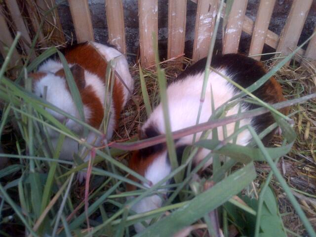 Guinea Pig / Marmut Lokal dan Silkie COD Jogja