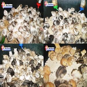 Jual Hamster Grosir Eceran Partai Murah 4500 Tangerang Jakarta