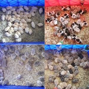 Jual Hamster Grosir Eceran Partai Murah 4500 Tangerang Jakarta