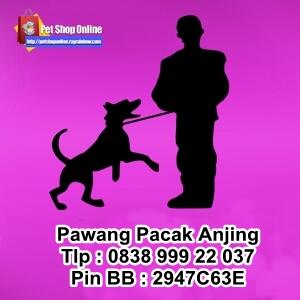 Jasa Pawang Pacak Kawin Kimpoi Anjing Murah Tangerang Jakarta