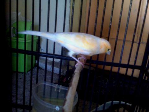 Kenari F1xAf pejantan siap cusss,,,
