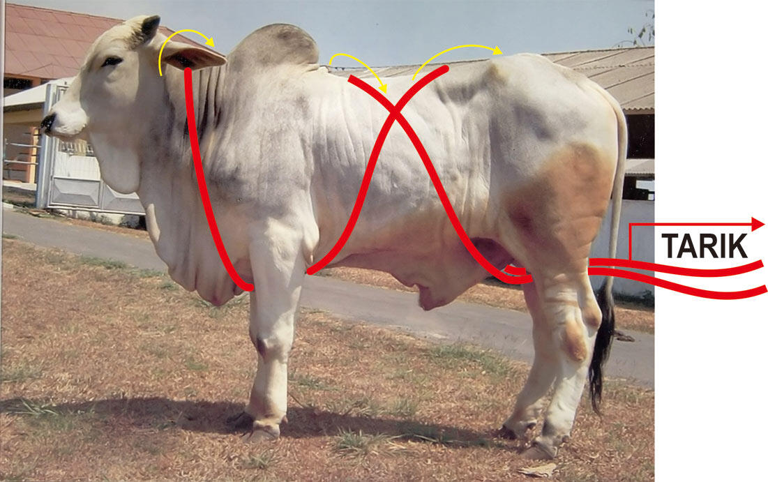 cara merobohkan sapi Qurban