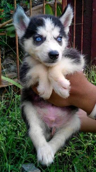Siberian Husky Mantap On The selll Check This Out !!!!