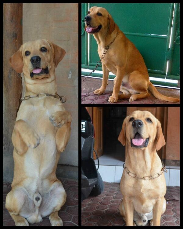 pejantan labrador untuk pacak / kimpoi ( denpasar - bali)