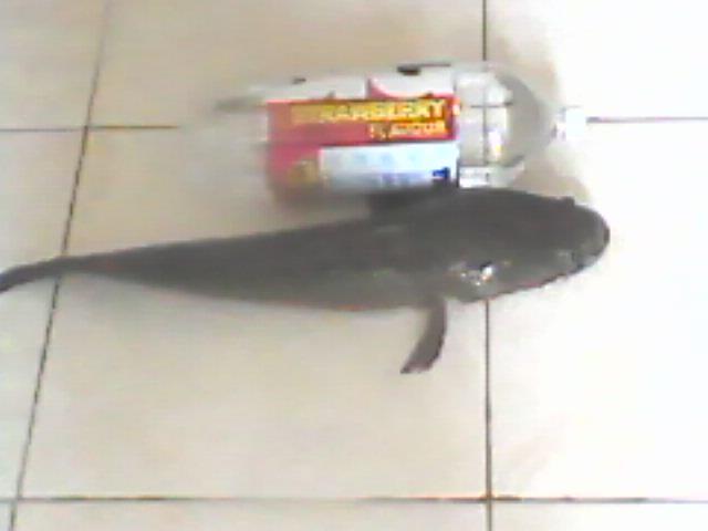 Ikan Gabus Babon Panjang 70 Cm berat 2 kg