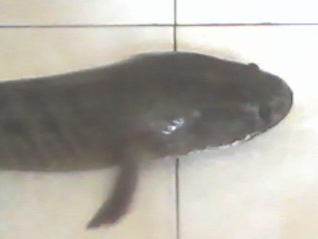 Ikan Gabus Babon Panjang 70 Cm berat 2 kg