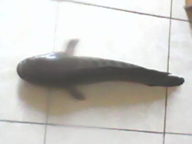 Ikan Gabus Babon Panjang 70 Cm berat 2 kg