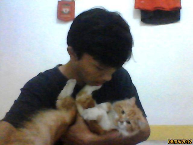 Anak Kucing Persia Main kong endut&lucu 3bulan divaksin Jakarta-Semarang