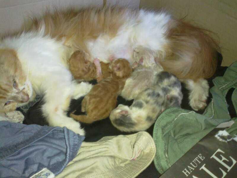 Anak Kucing Persia Main kong endut&lucu 3bulan divaksin Jakarta-Semarang