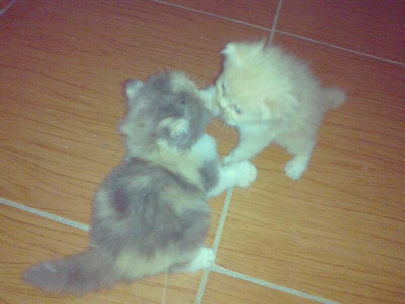 Anak Kucing Persia Main kong endut&lucu 3bulan divaksin Jakarta-Semarang